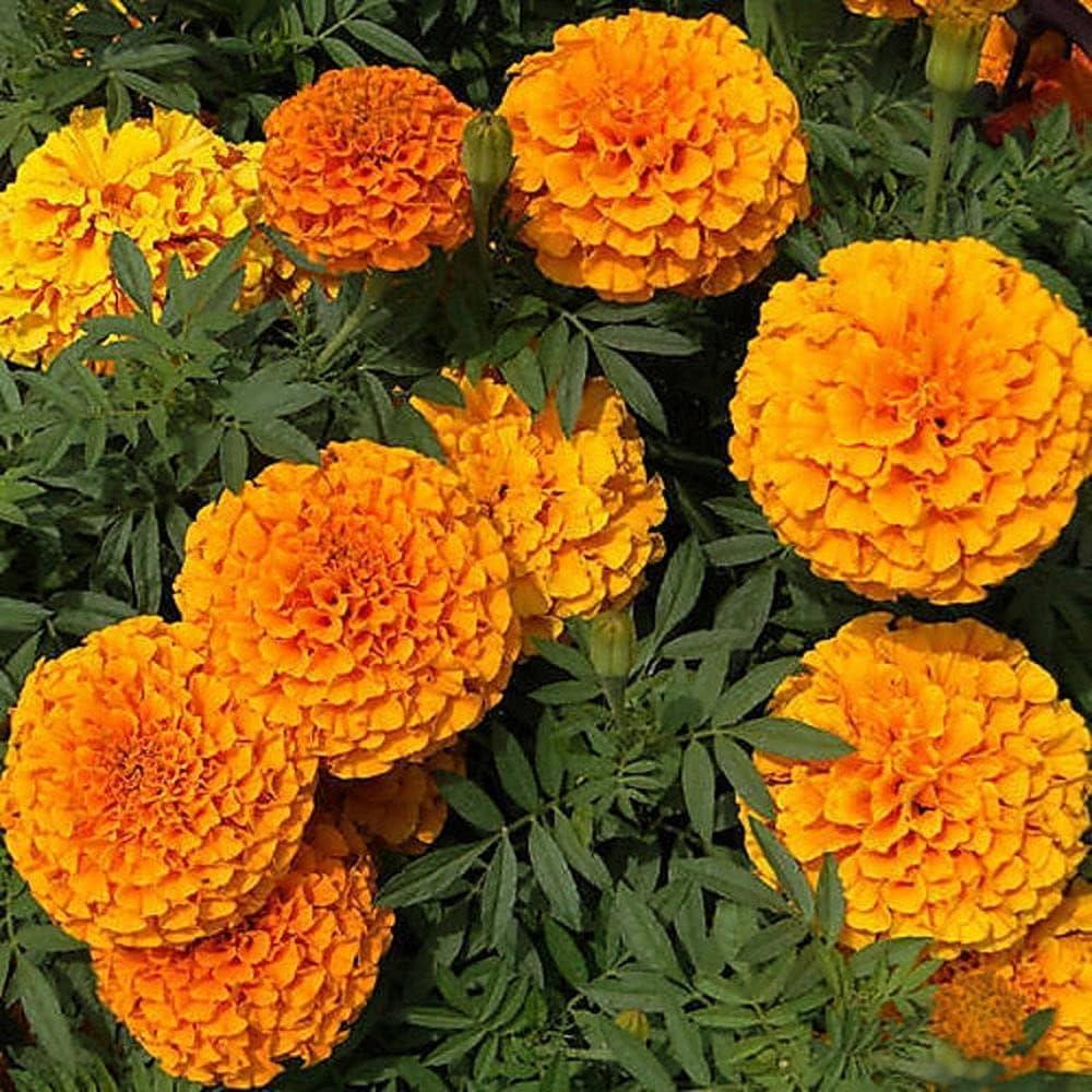 Multi-Colored Marigold