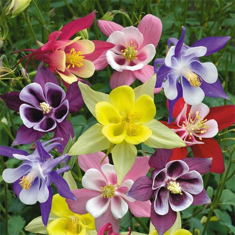 Multi-Colored Columbine