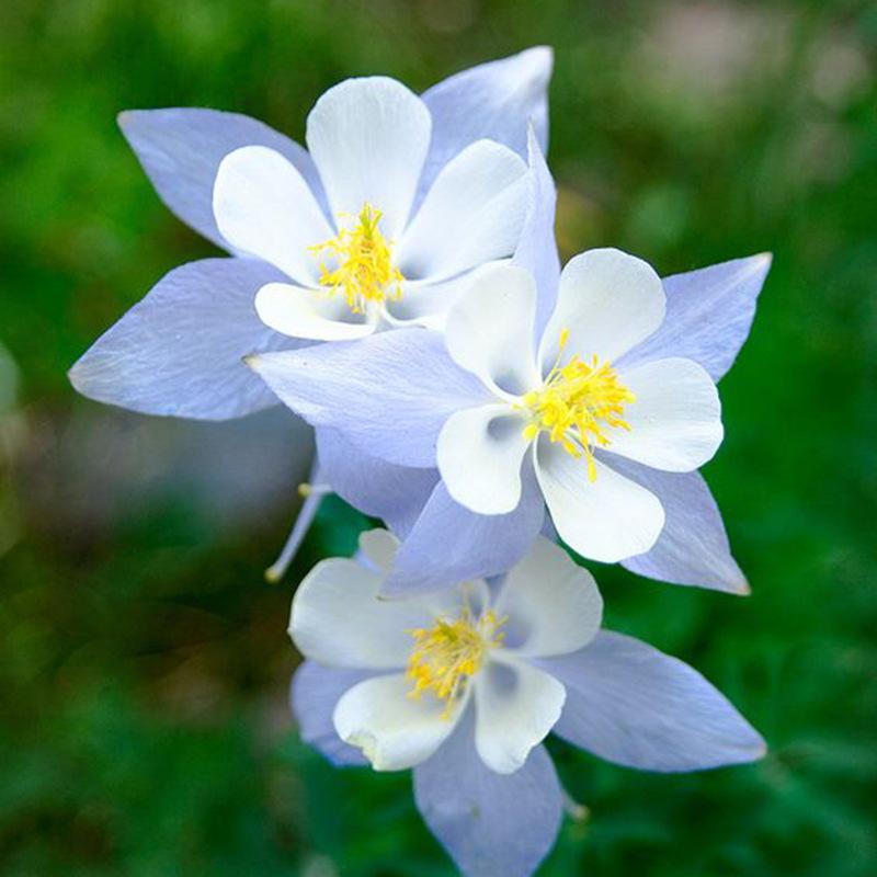 Light blue columbine