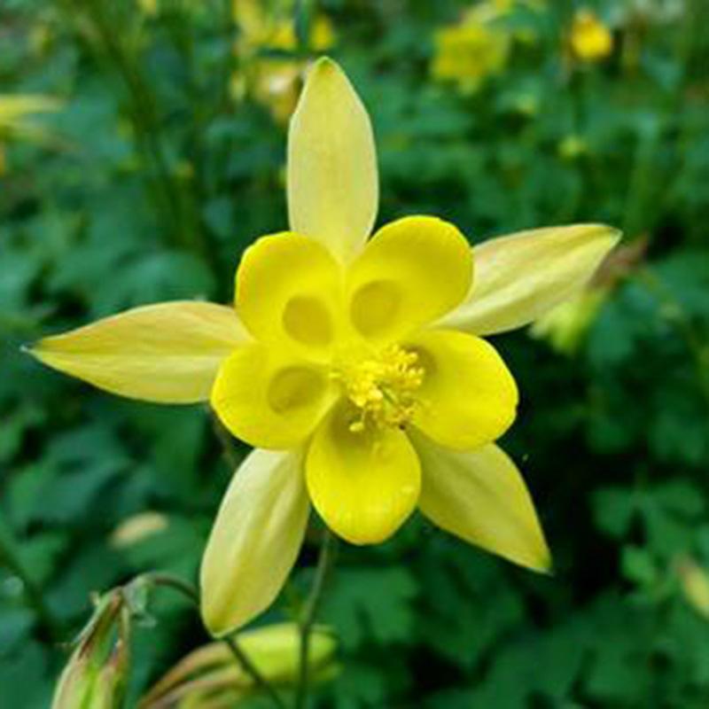 Yellow Columbine