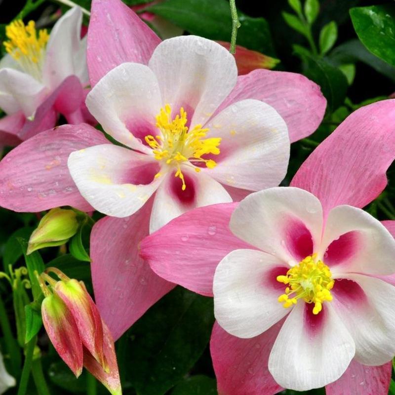 Pink Columbine