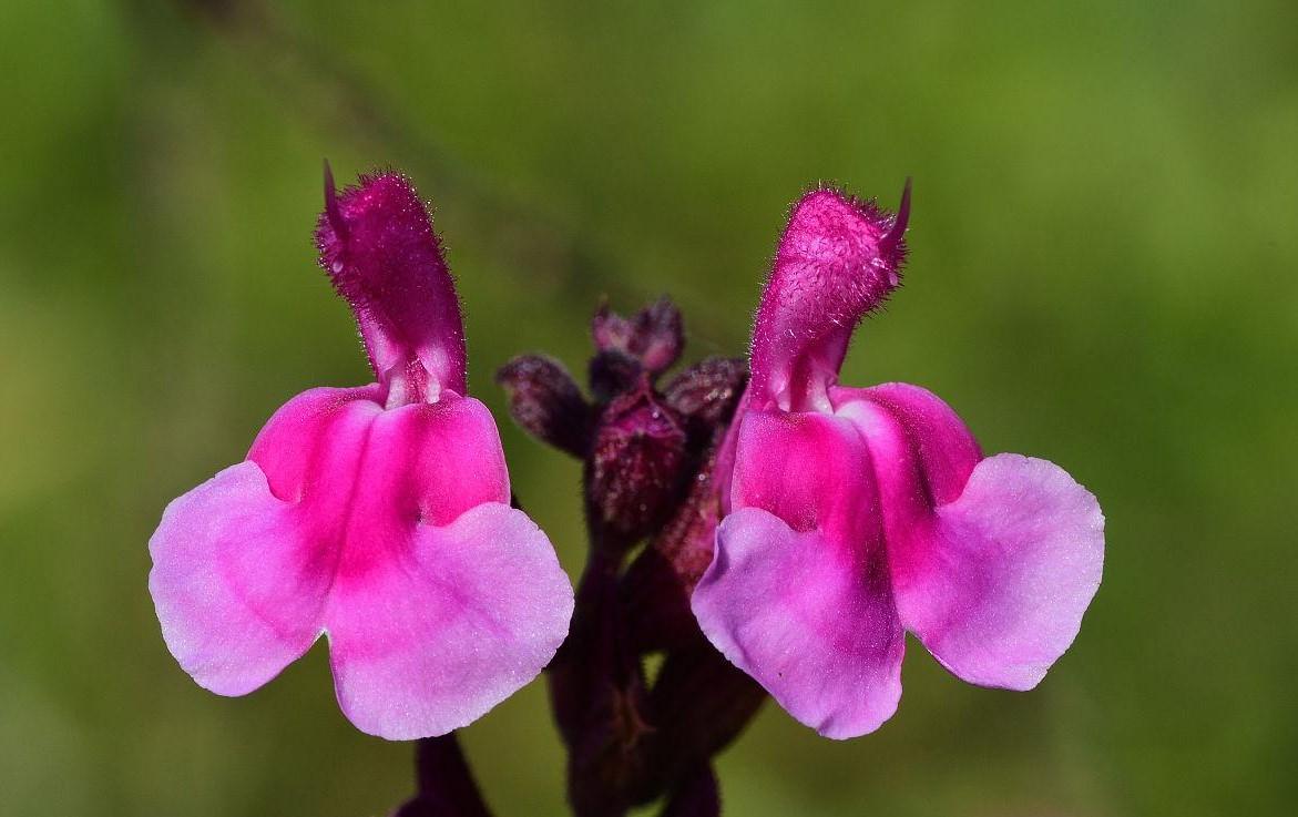 Pink Sage