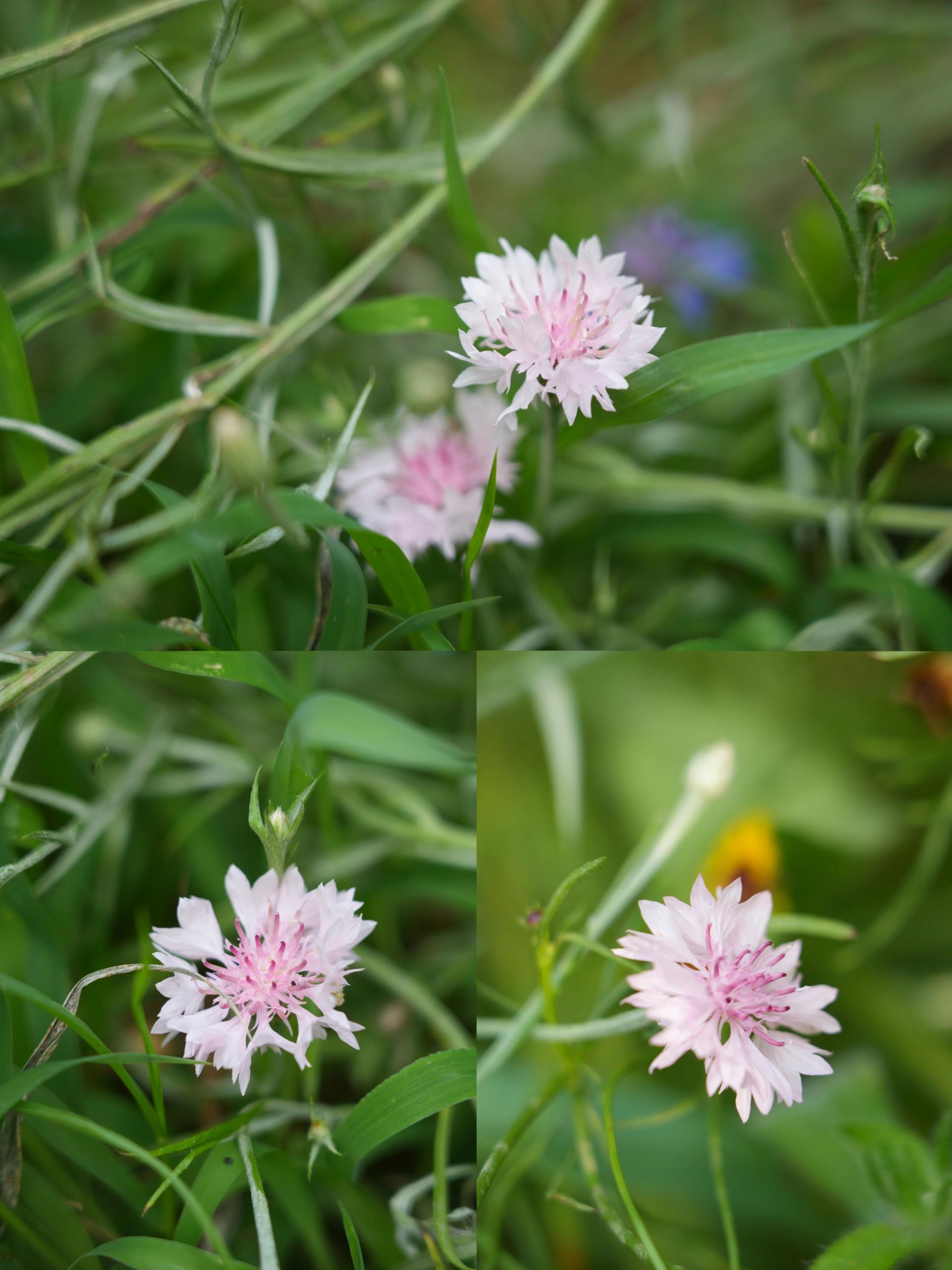 Pink Bachelors Button