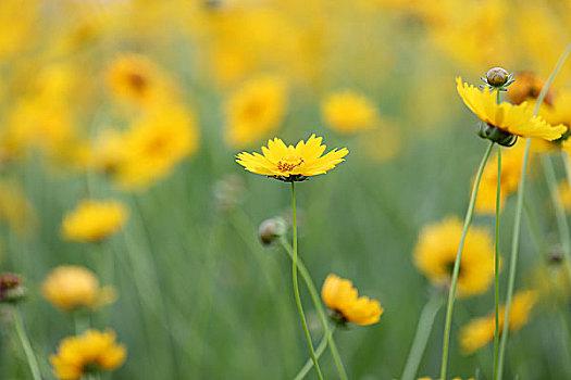 Yellow Bachelors Button