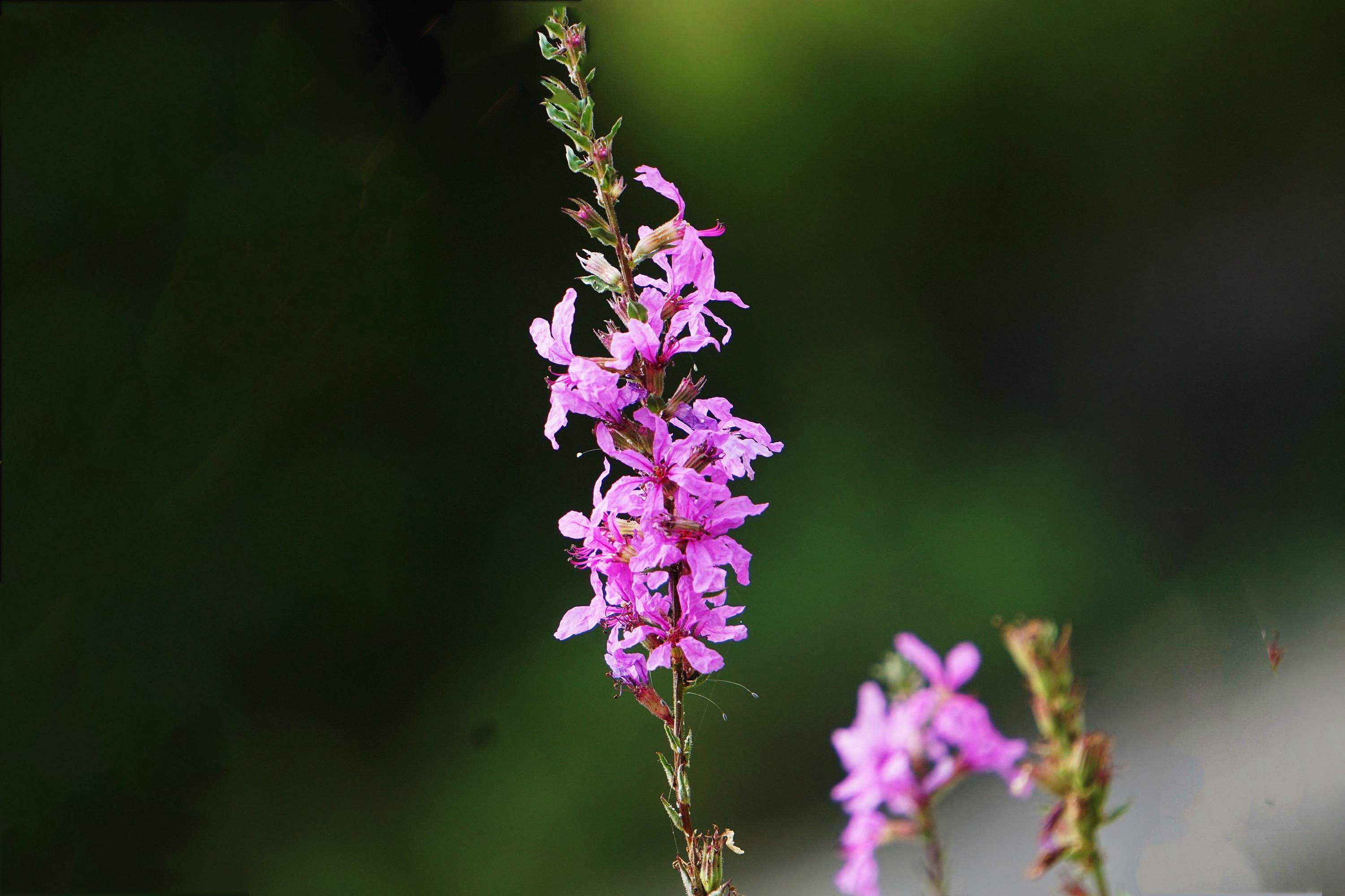 Purple Lythrum