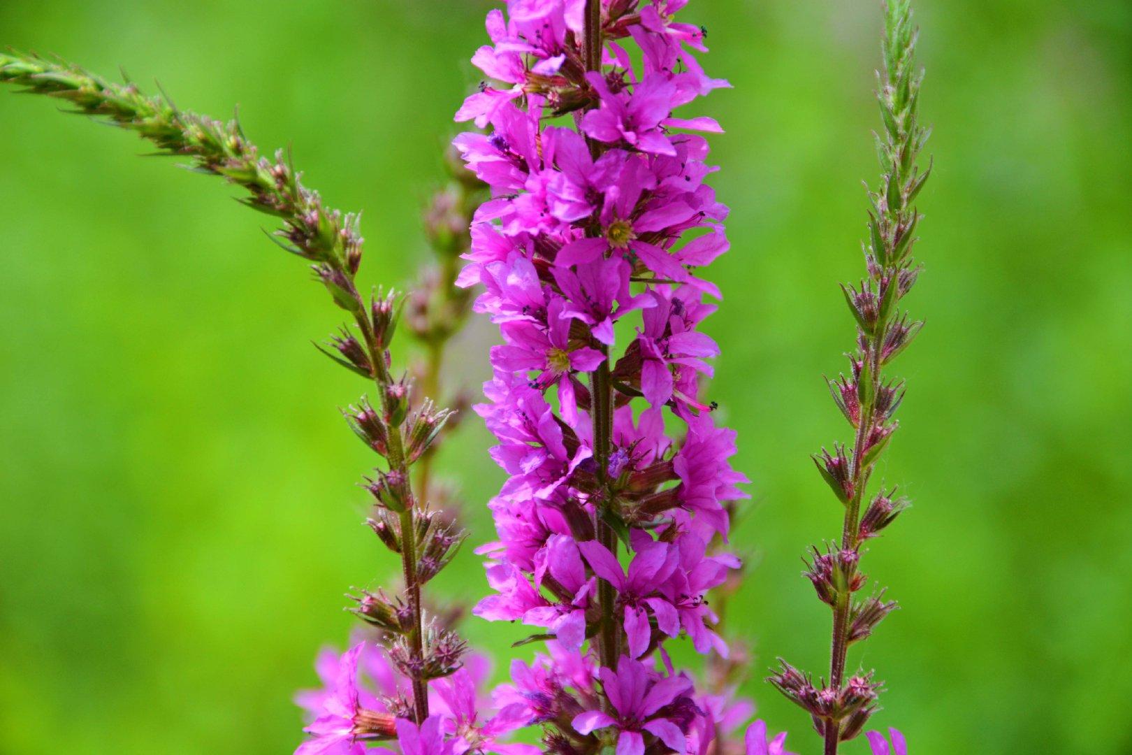 Purple Lythrum