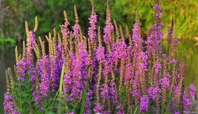 Purple Lythrum