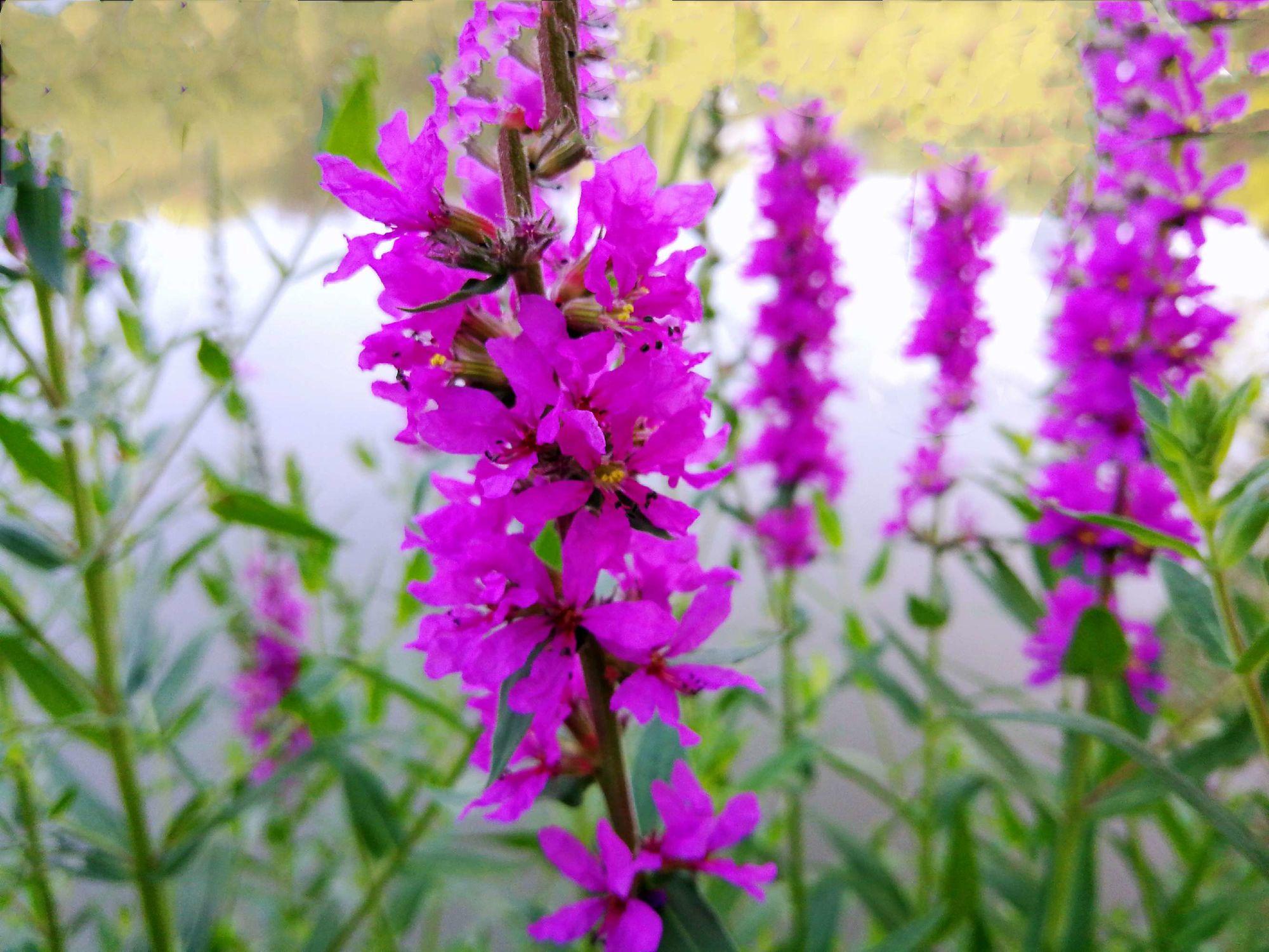 Purple Lythrum