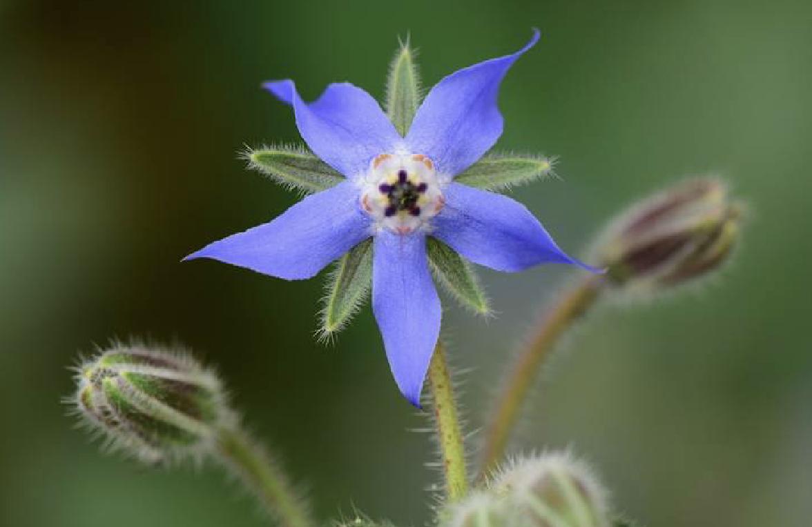 Borage