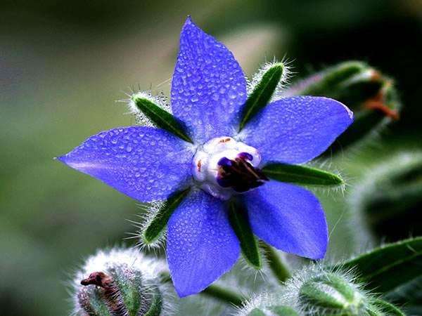 Borage