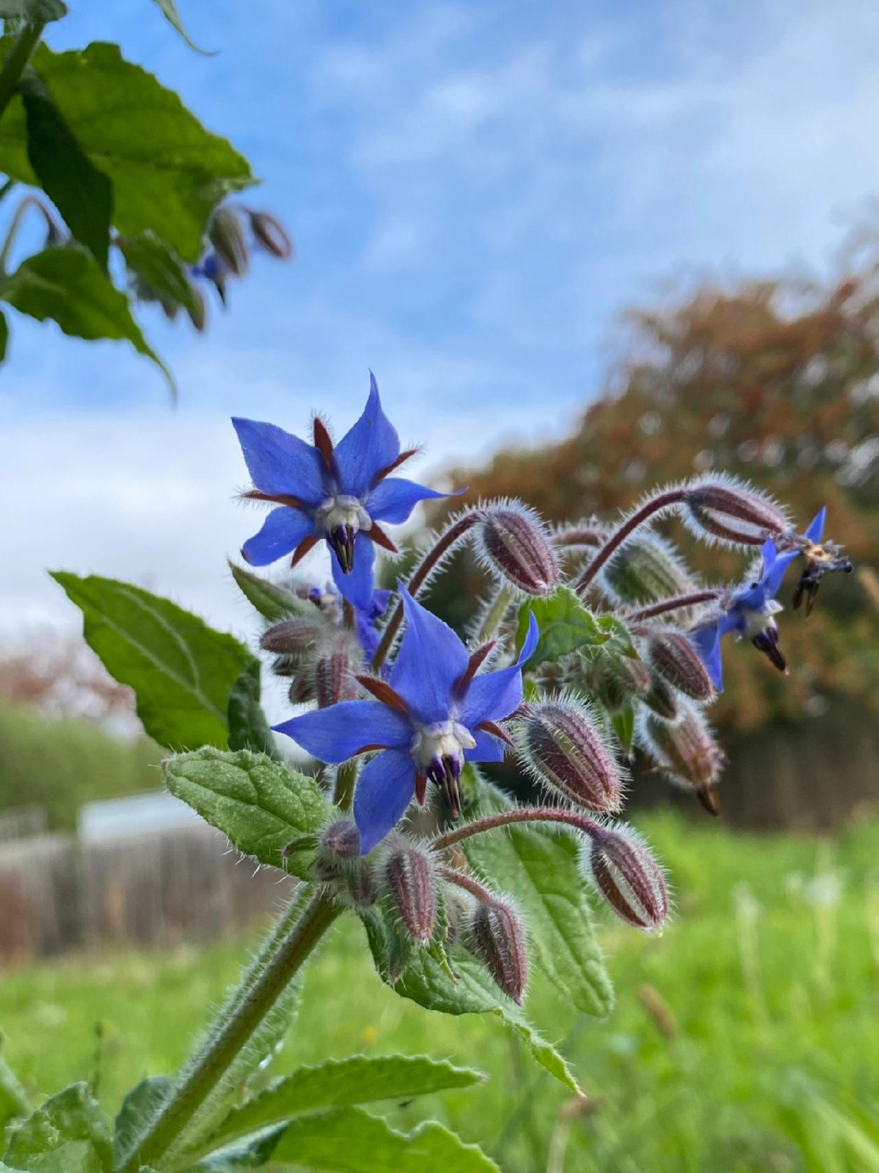 Borage