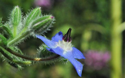 Borage