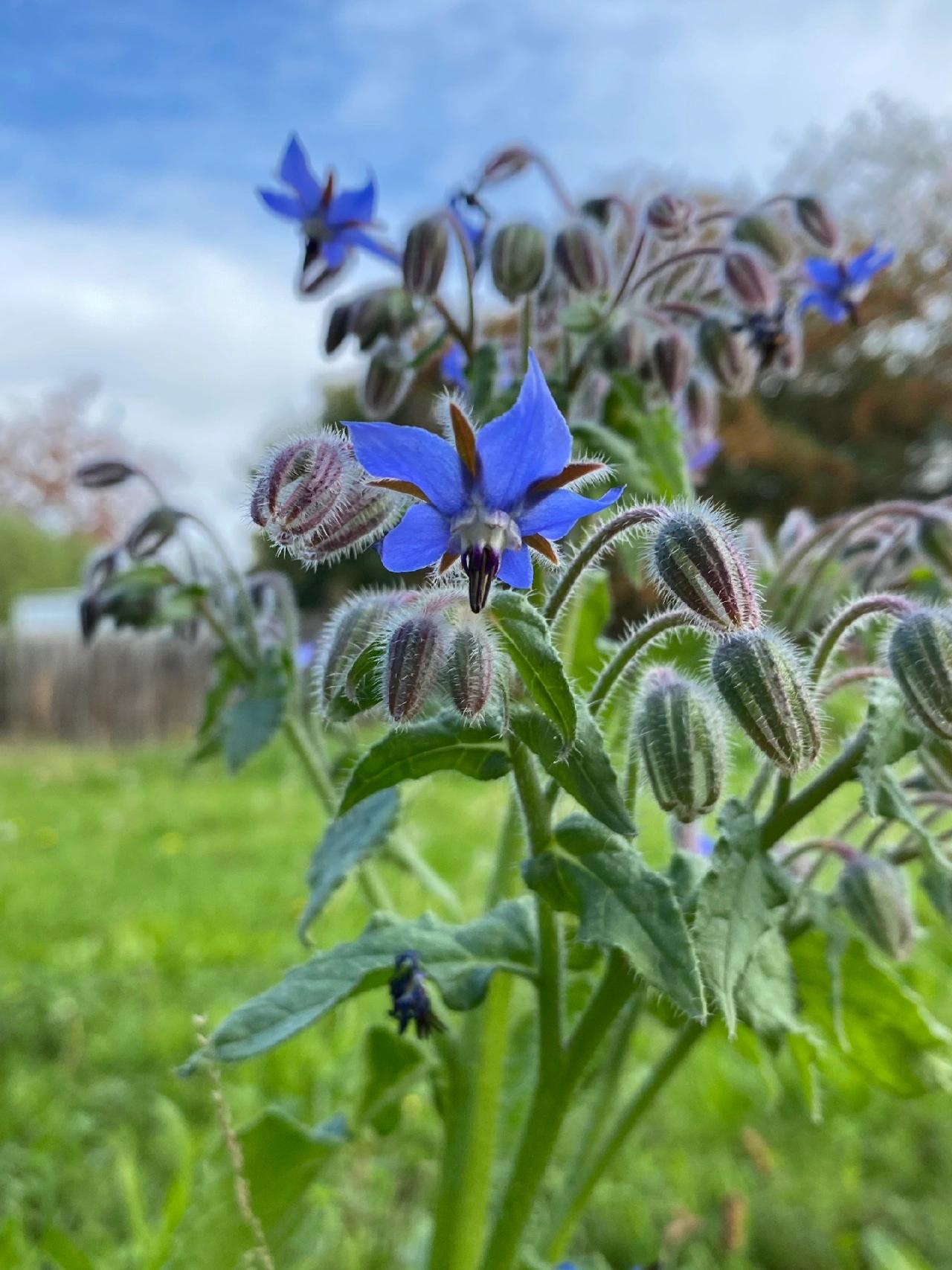 Borage