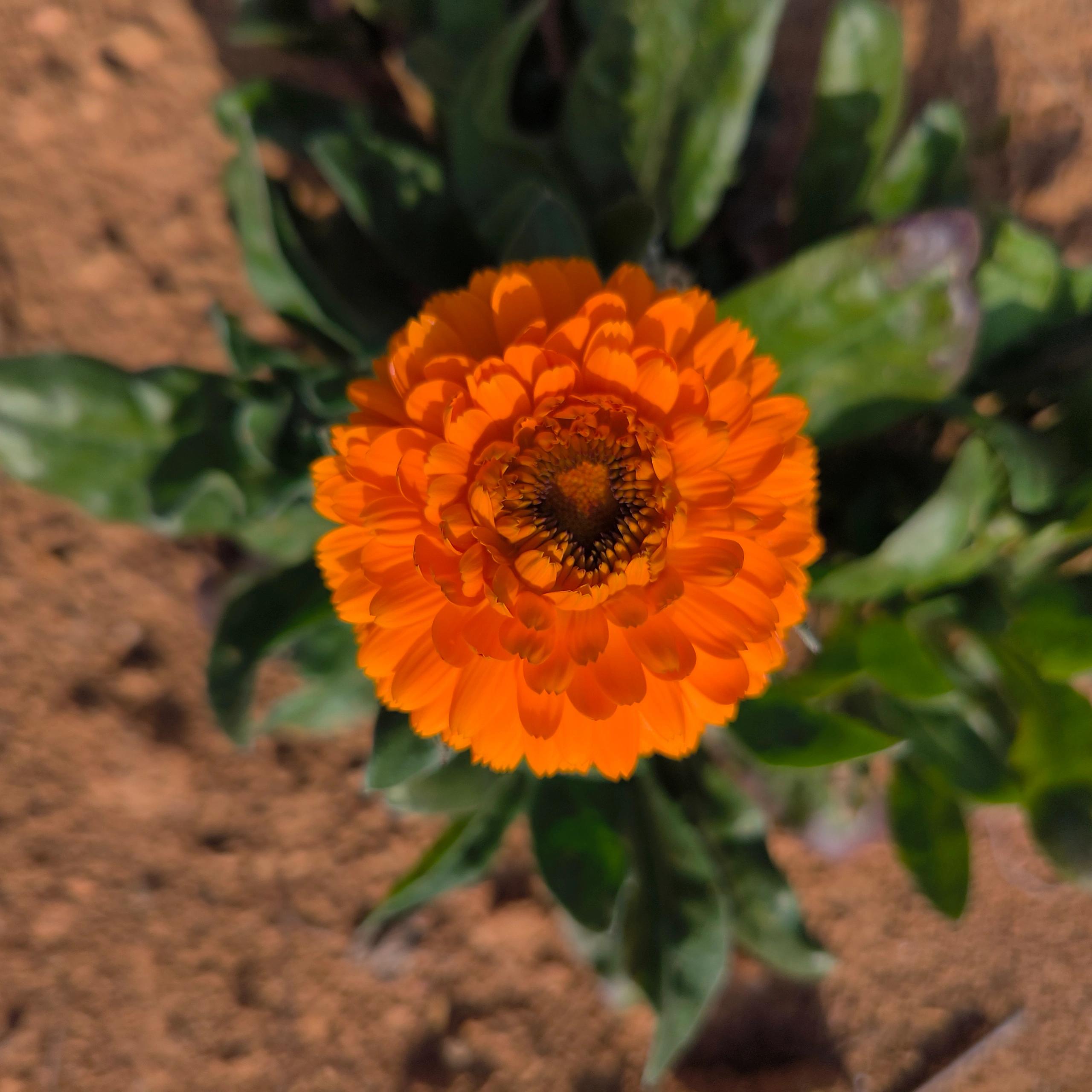 Orange-Yellow Calendula