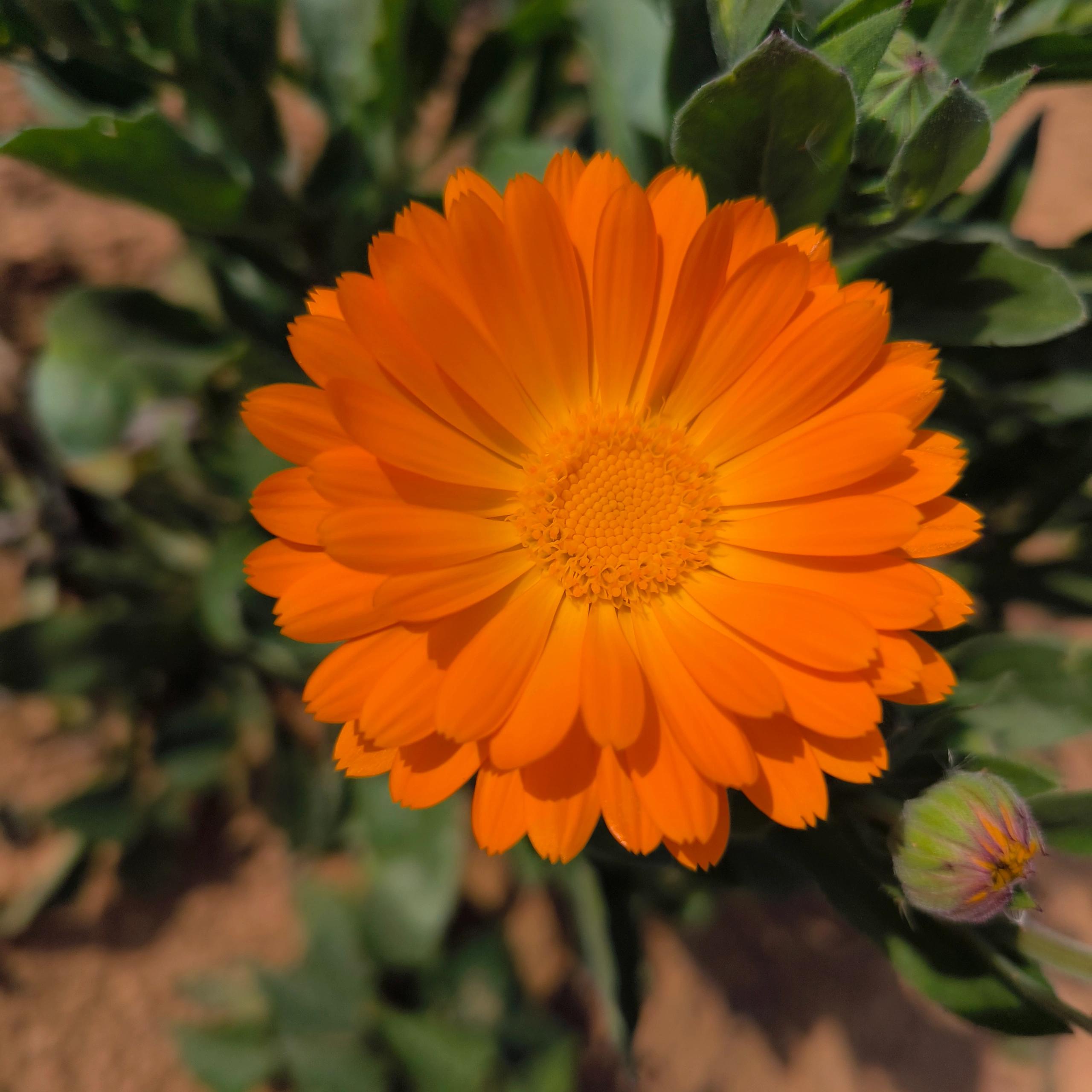 Orange-Yellow Calendula