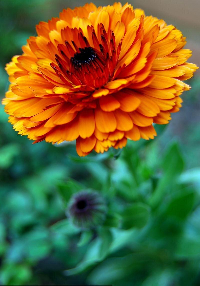 Orange-Yellow Calendula