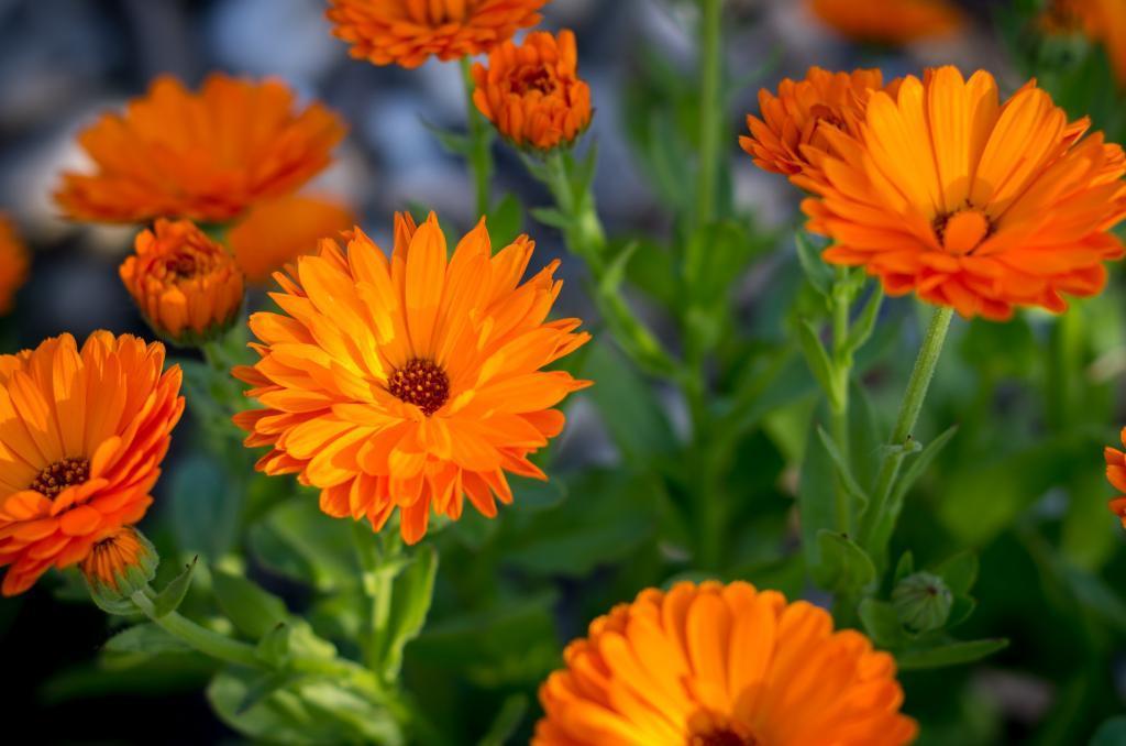 Orange-Yellow Calendula