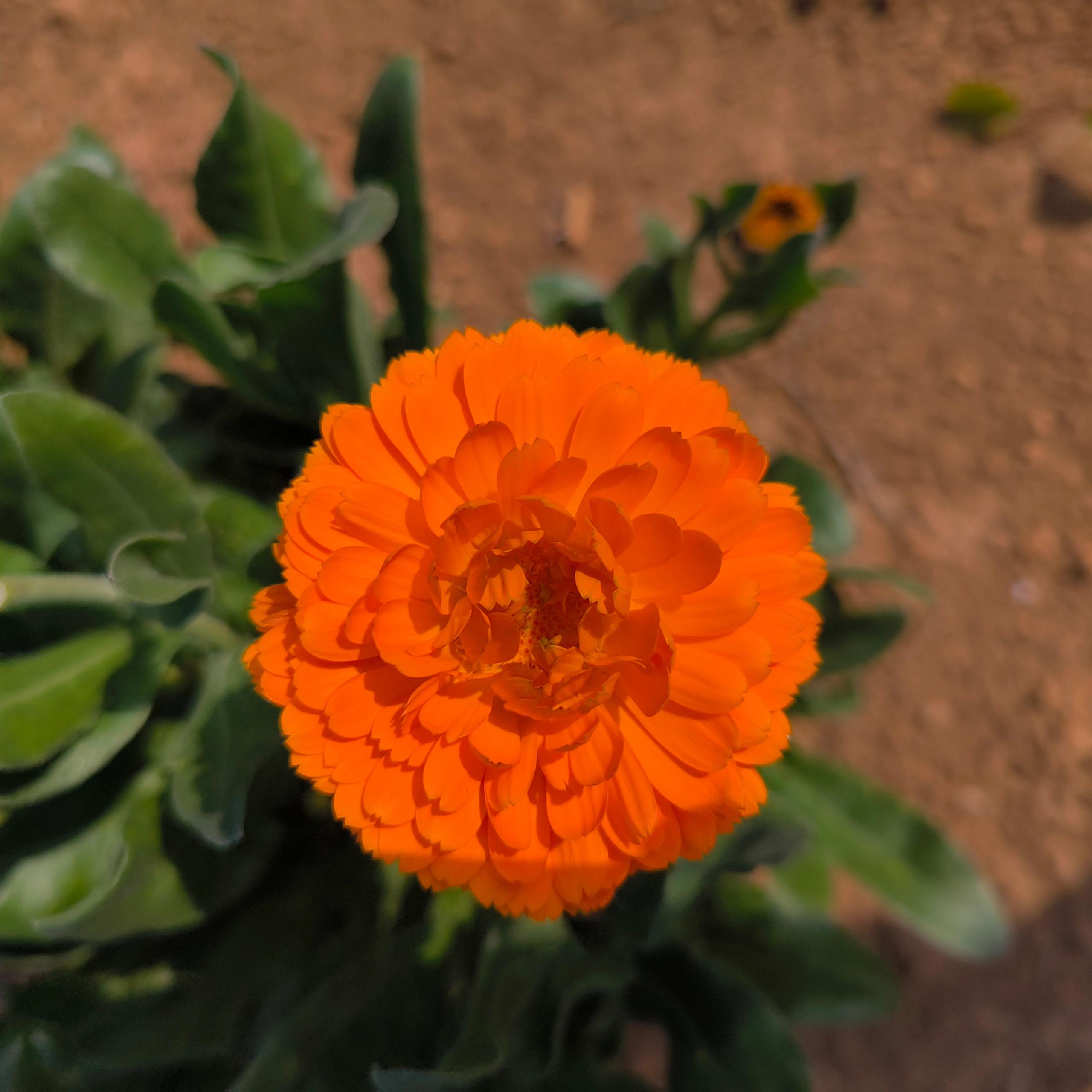 Orange-Yellow Calendula