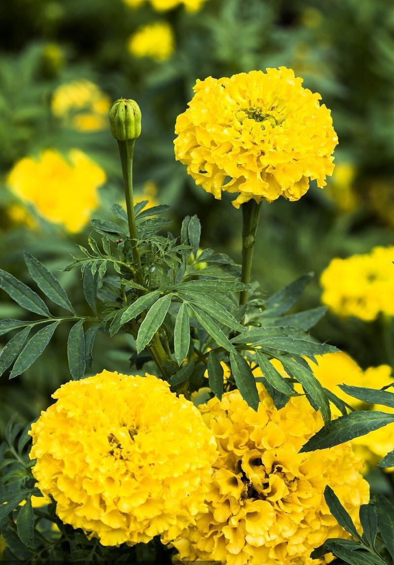 Yellow Calendula