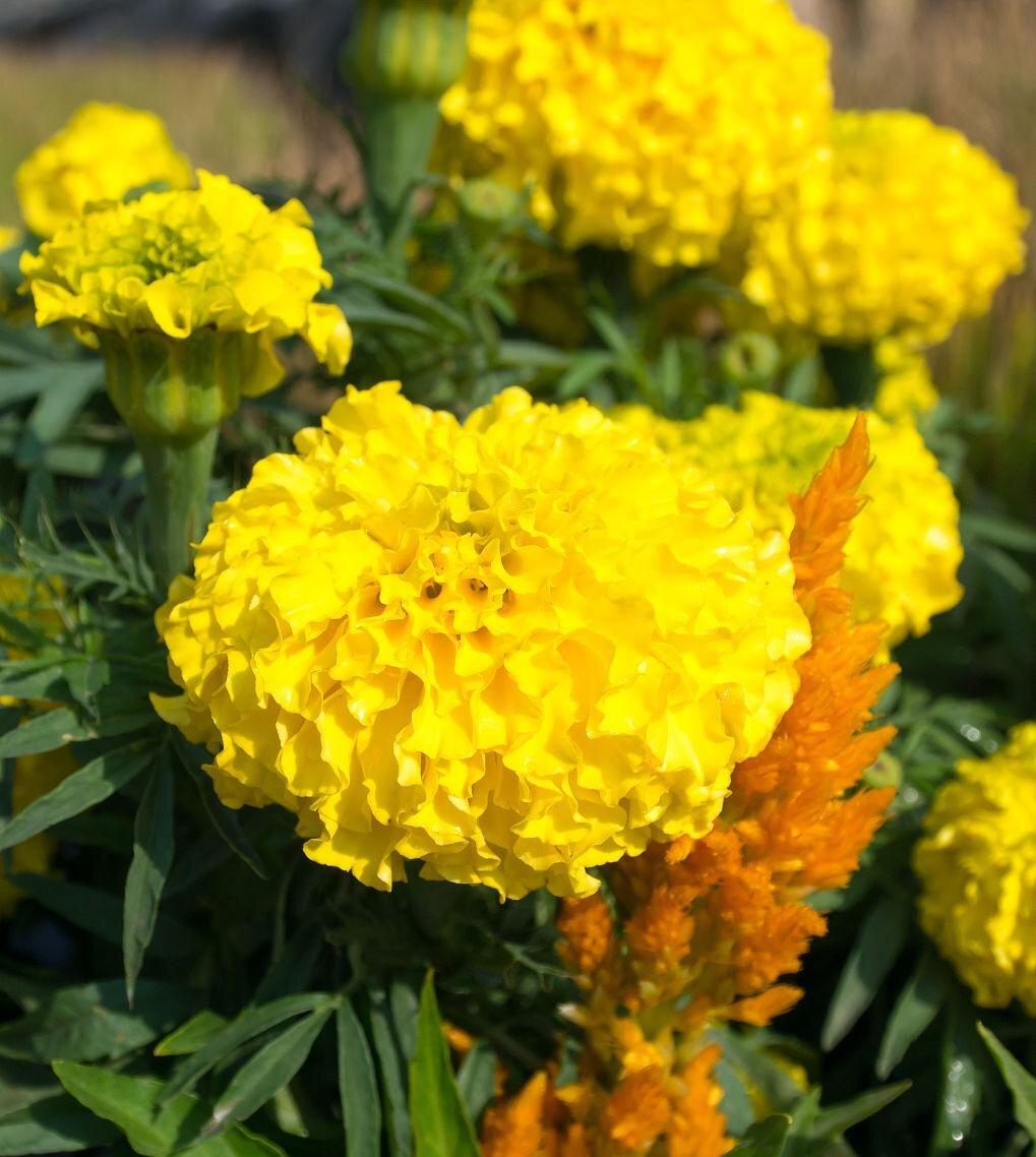 Yellow Calendula