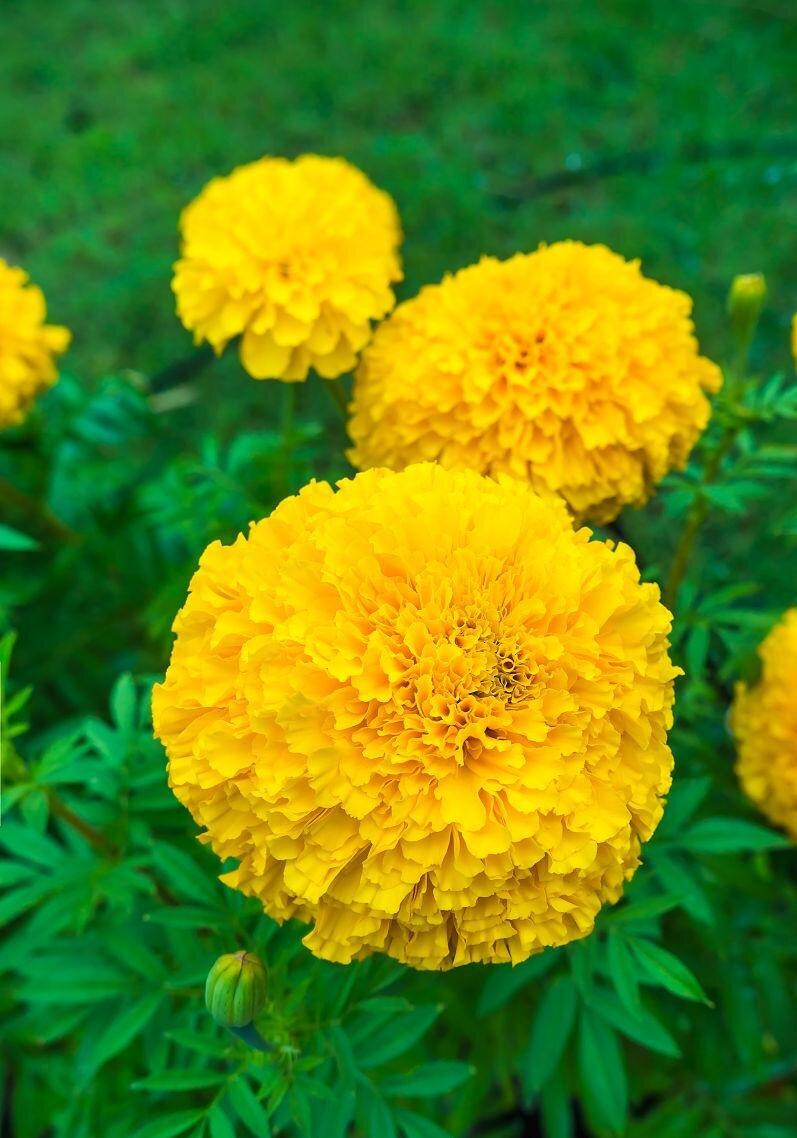 Yellow Calendula