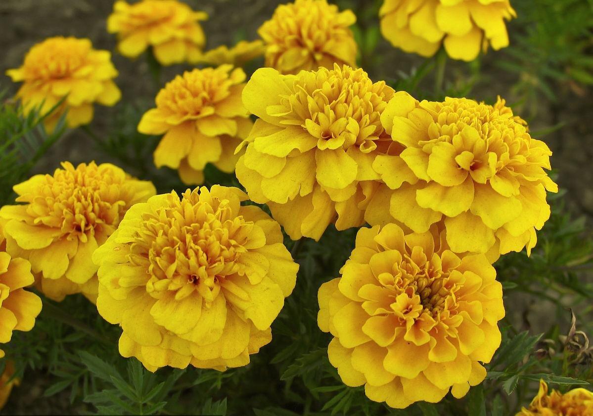 Yellow Calendula