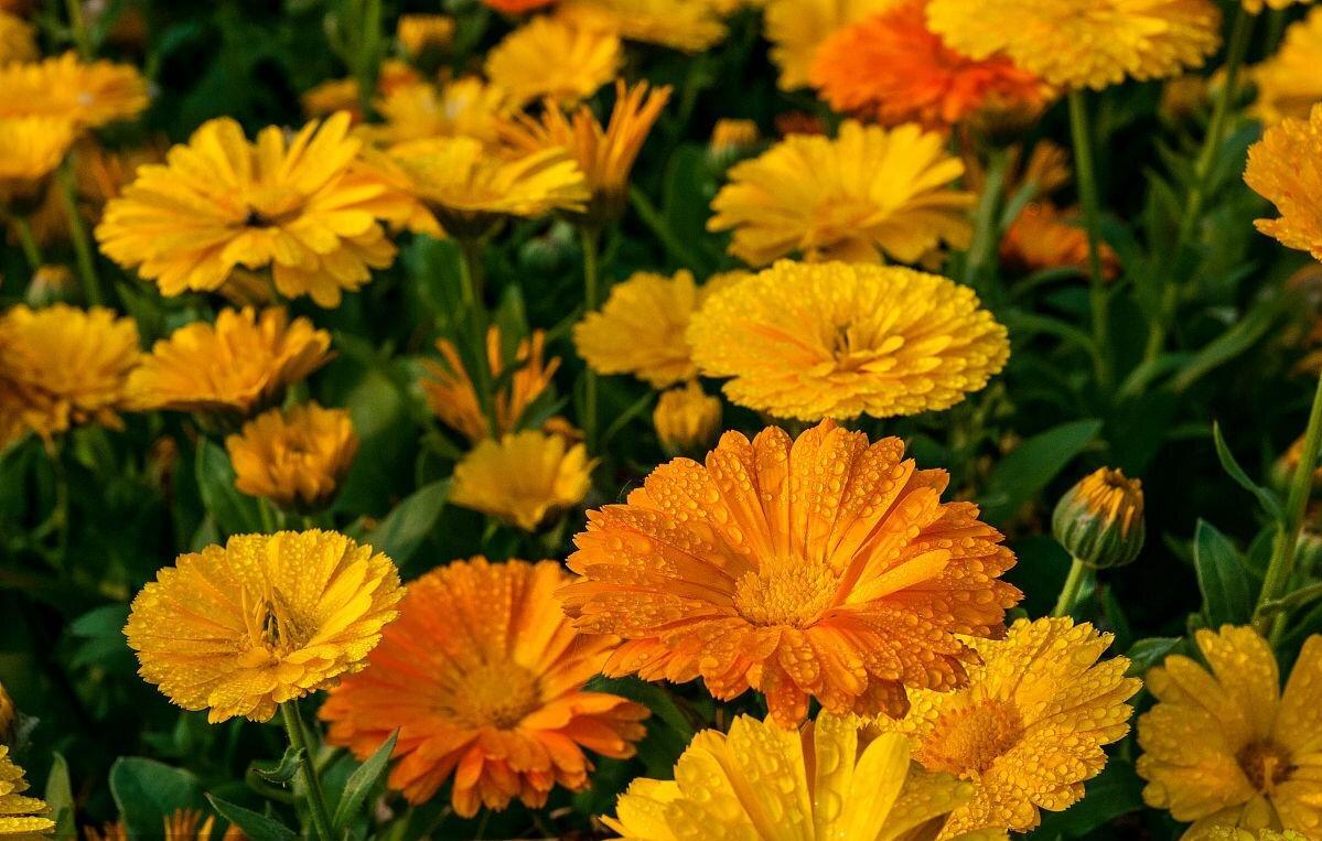 Multi-Colored Calendula