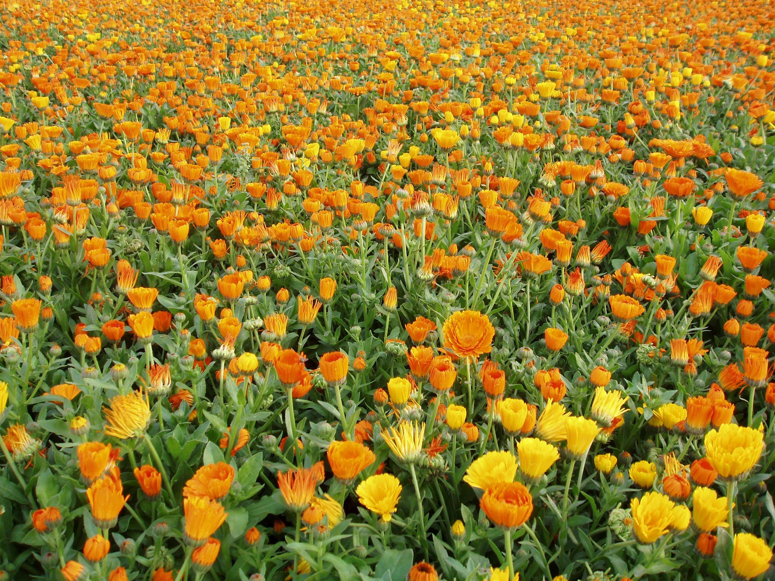 Multi-Colored Calendula