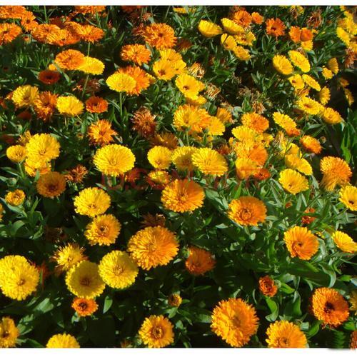 Multi-Colored Calendula