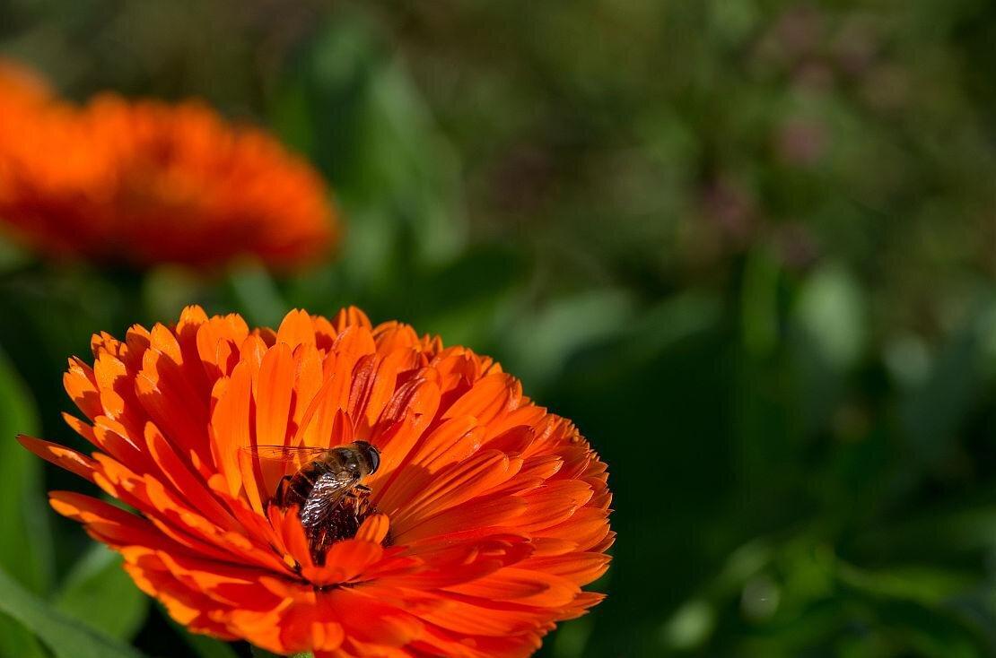 Tangerine Calendula