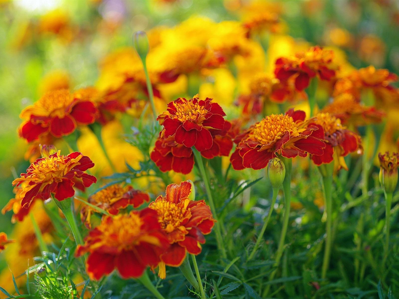 Tangerine Calendula