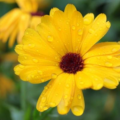 Gold Calendula