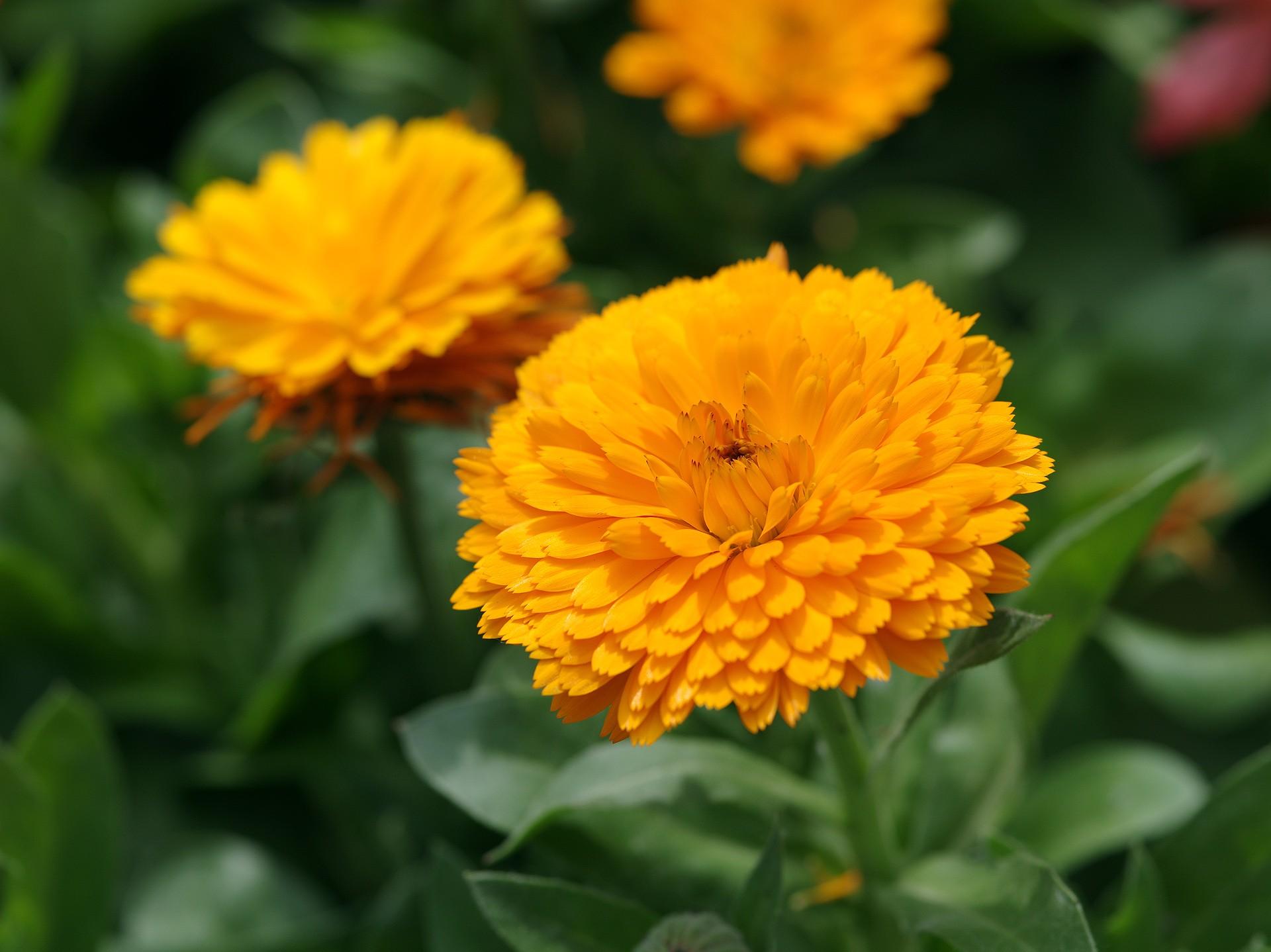 Gold Calendula