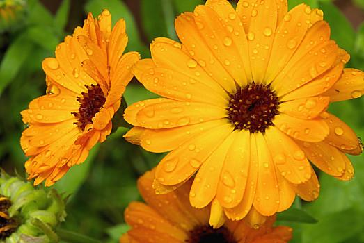 Gold Calendula