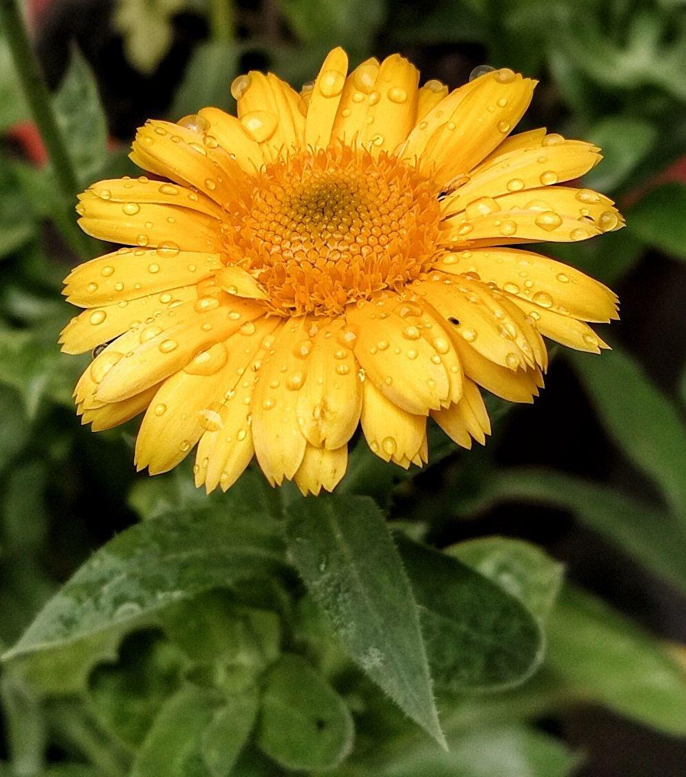 Gold Calendula