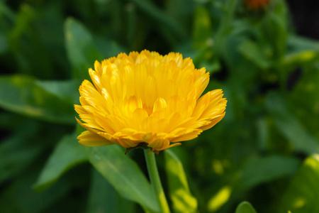 Gold Calendula