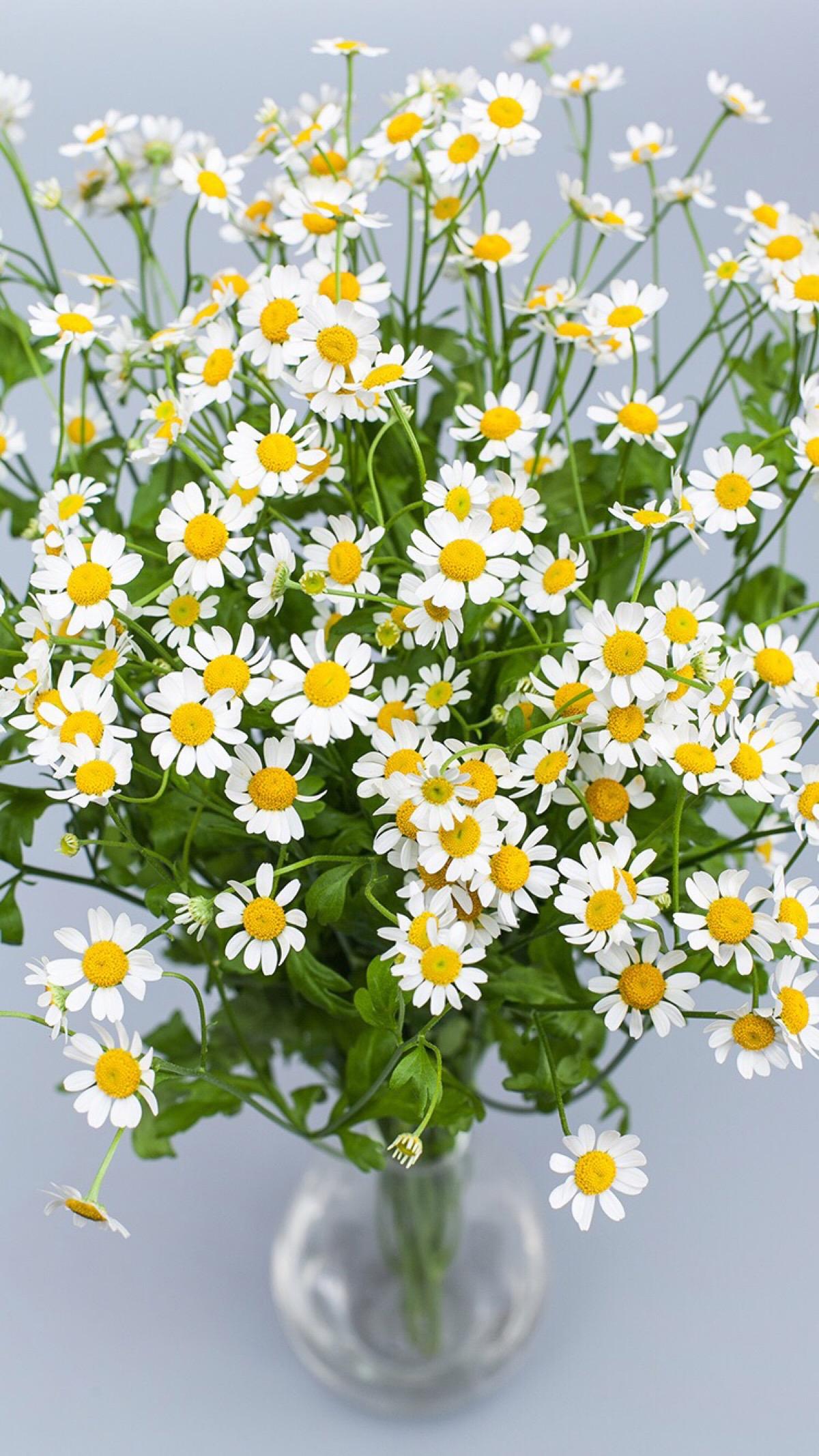 Chamomile