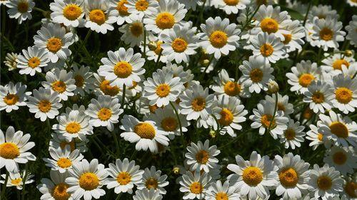 Chamomile