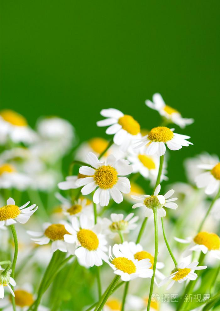 Chamomile