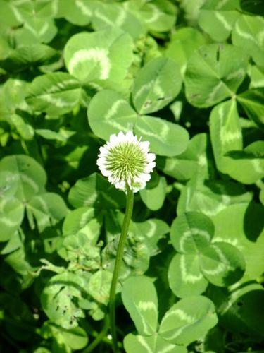 White Clover