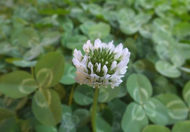 White Clover