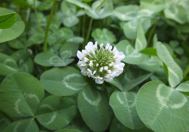 White Clover