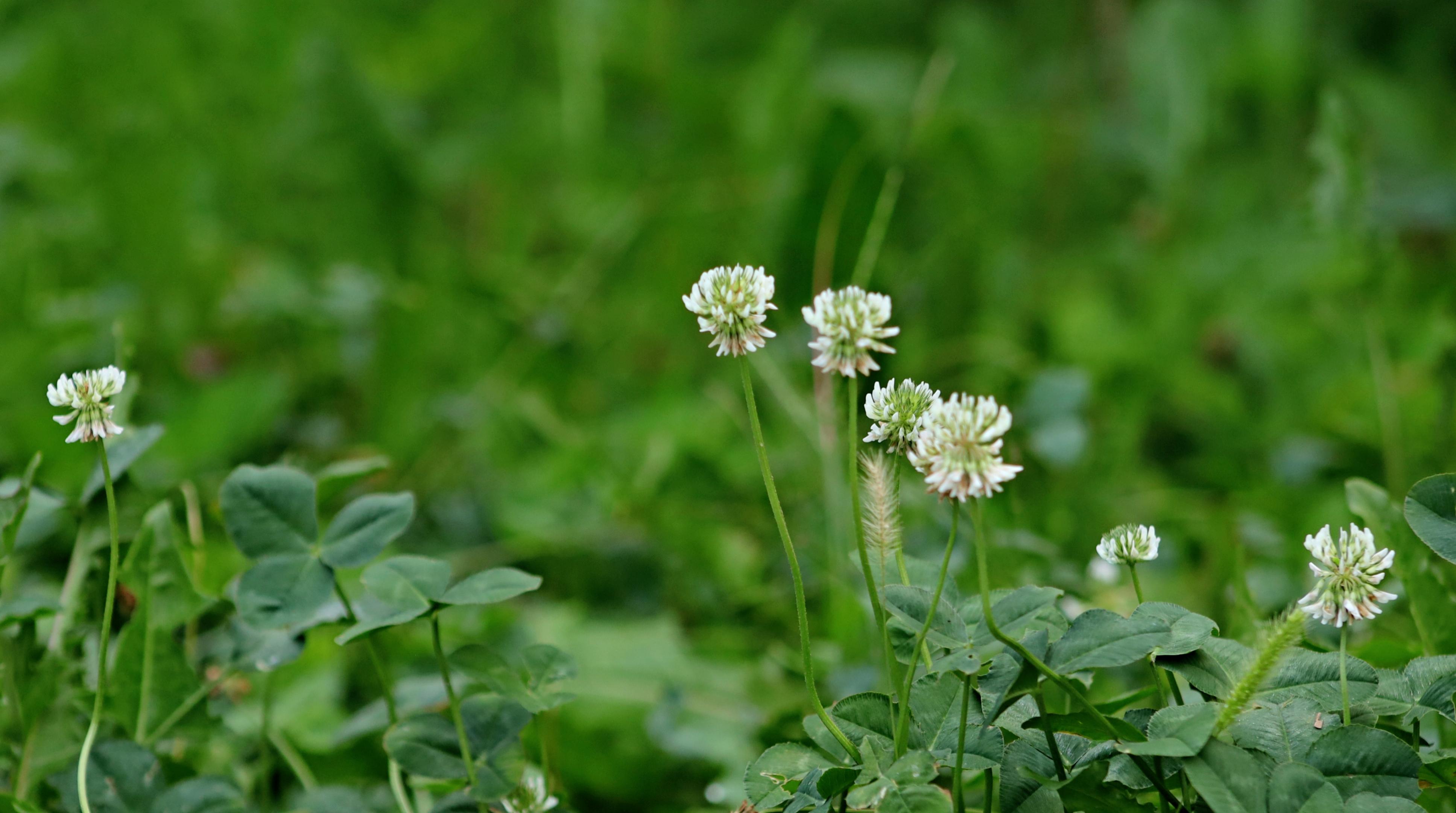 White Clover