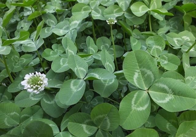 White Clover