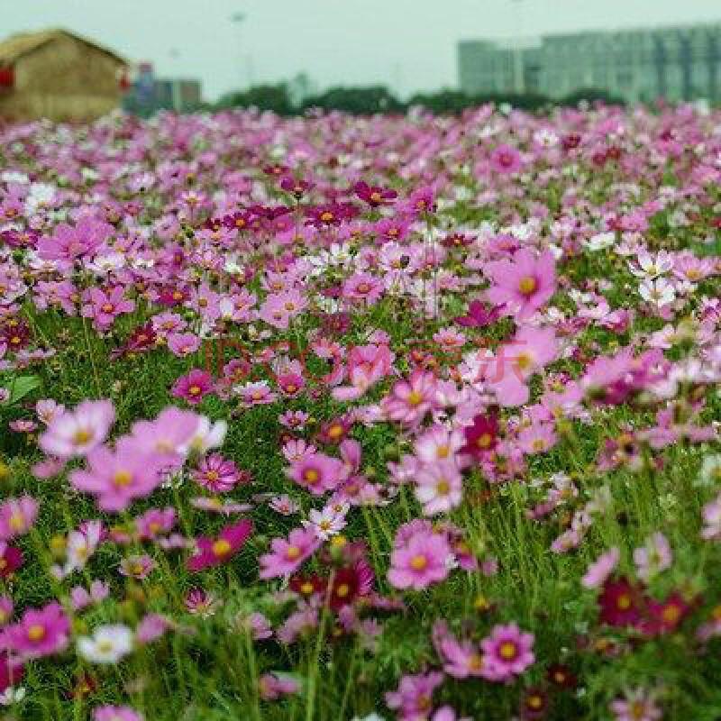 Multi-ColoredTall Cosmos