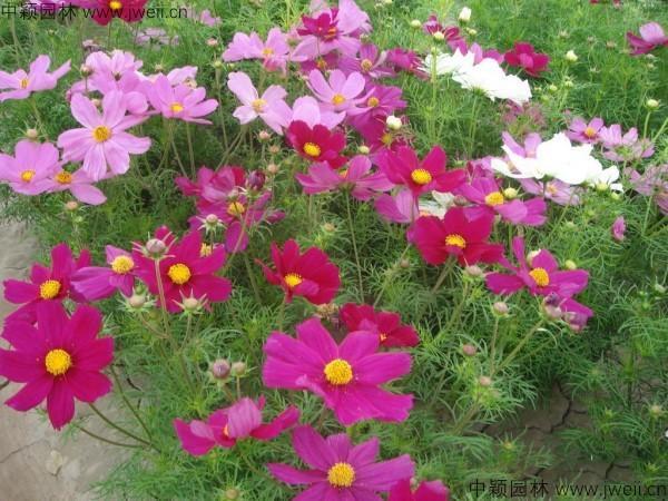 Multi-ColoredTall Cosmos