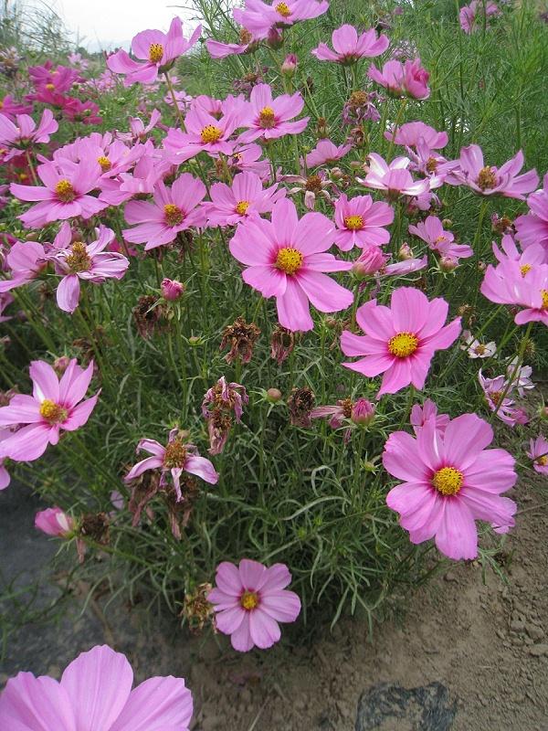 Multi-ColoredTall Cosmos