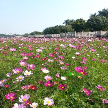 Multi-ColoredTall Cosmos