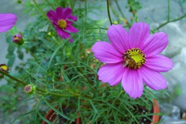 Purple Tall Cosmos