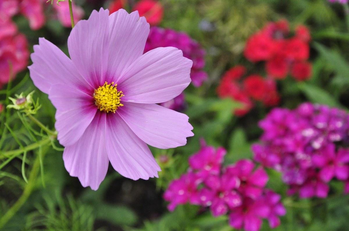 Purple Tall Cosmos